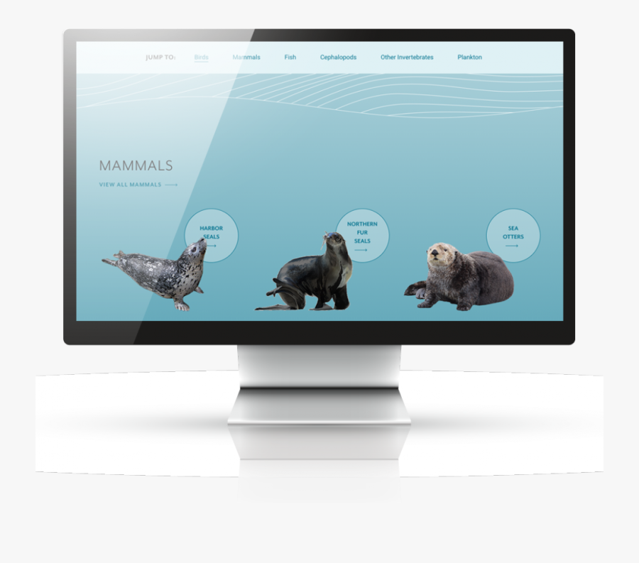 Transparent Aquarium Png - Sea Otter, Transparent Clipart