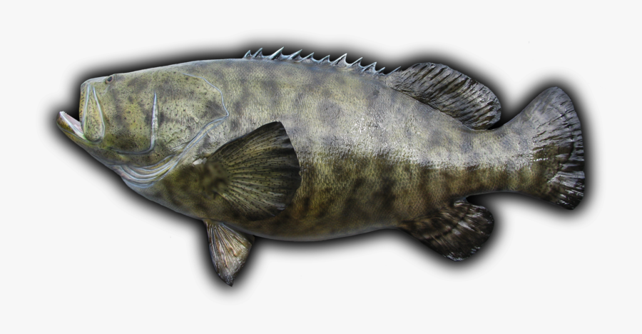 Transparent Grouper Clipart - Atlantic Goliath Grouper Anatomy, Transparent Clipart