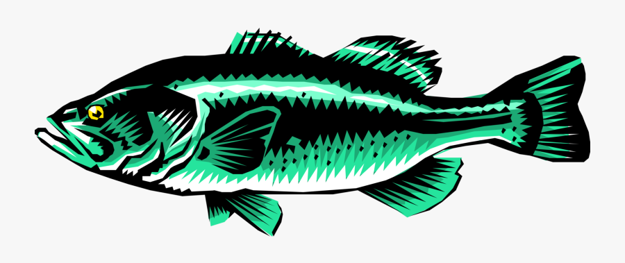 Vector Illustration Of Freshwater Gamefish Largemouth - Illustration, Transparent Clipart