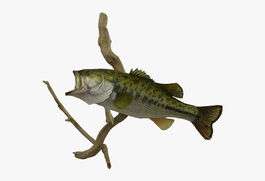 Transparent Largemouth Bass Png - Perch, Transparent Clipart