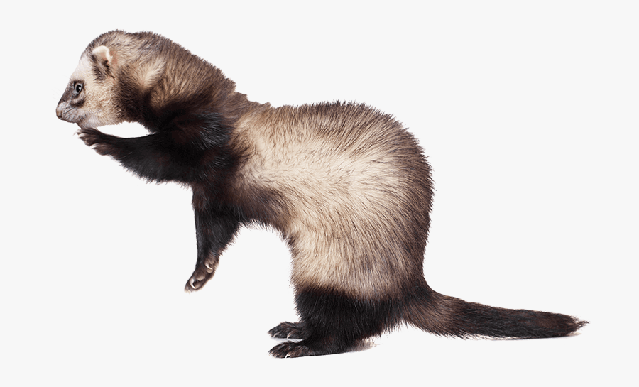 Transparent Ferret Png - Sea Otter, Transparent Clipart