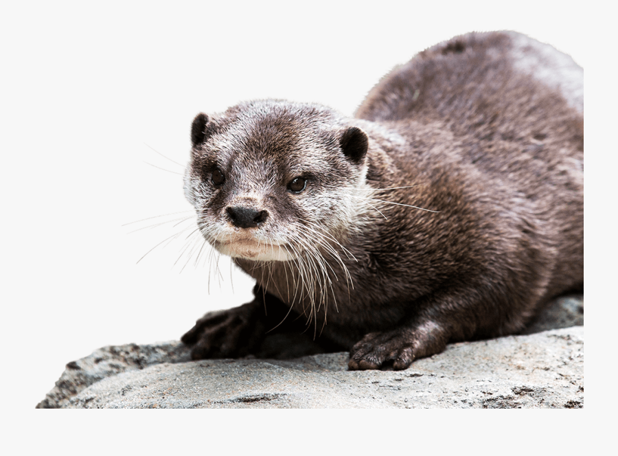 Otter Png, Transparent Clipart
