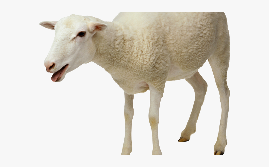 Indian Clipart Sheep - Imagem De Ovelha Png, Transparent Clipart