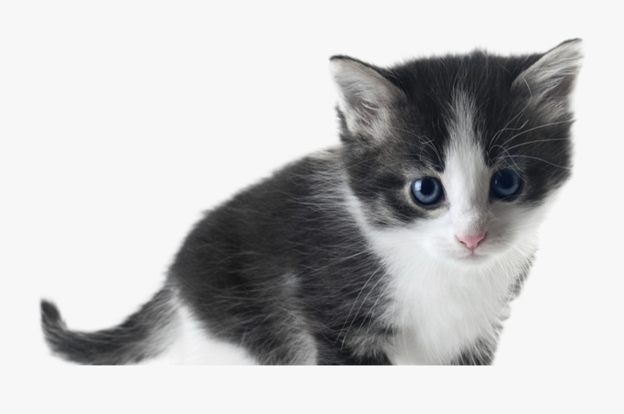 Clip Art Black And White Kitten - Black And White Kitten Png, Transparent Clipart