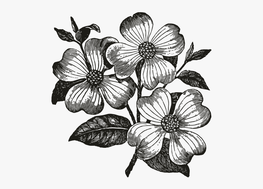 Dogwood Flower Clip Art, Transparent Clipart