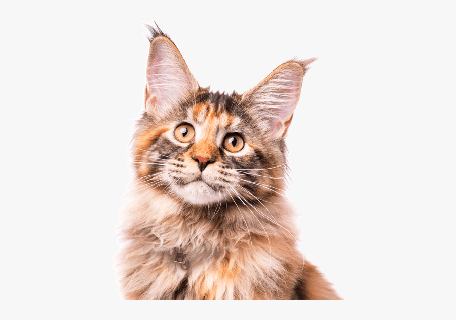 Maine Coon Kittens For Sale In Southern Indiana - Asian, Transparent Clipart