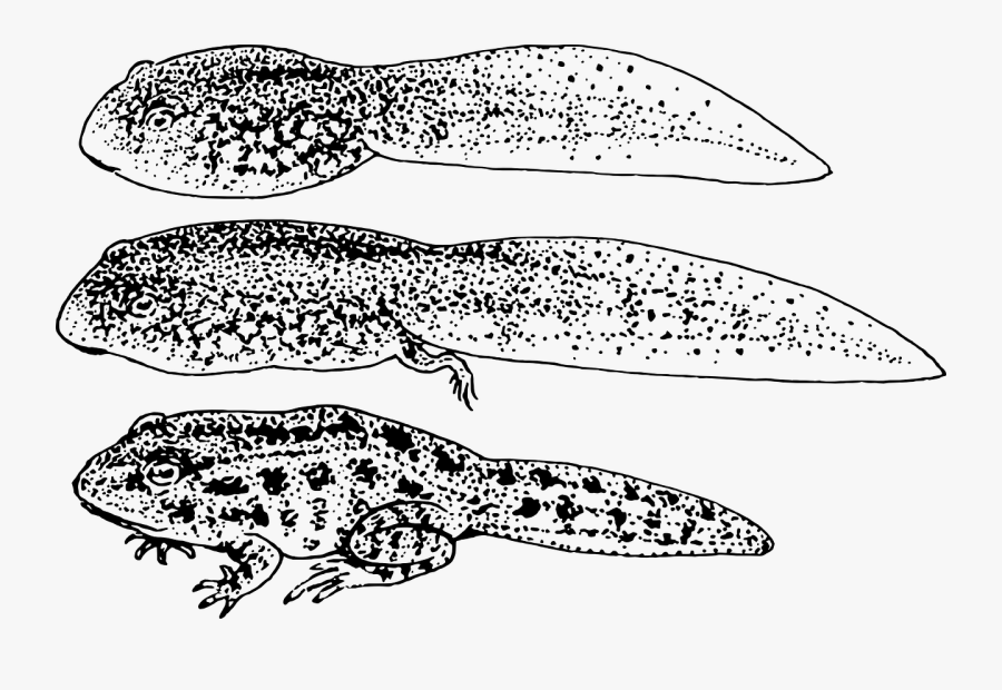 Draw Labelled Diagram Of Tadpole Larva Of Frog, Transparent Clipart