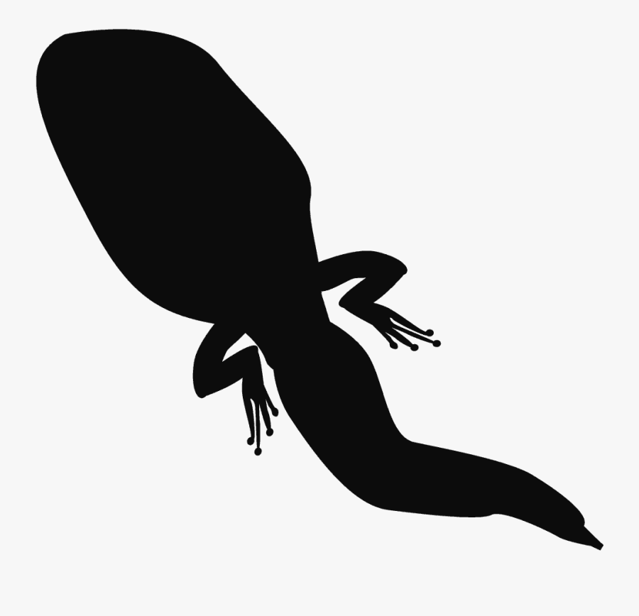 Frog Silhouette Tadpole Amphibian - Silueta De Renacuajo, Transparent Clipart