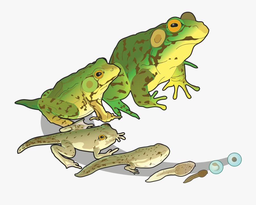 Throughout A Frog"s Life, It Adopts Several Different - Amphibians Reproduction, Transparent Clipart