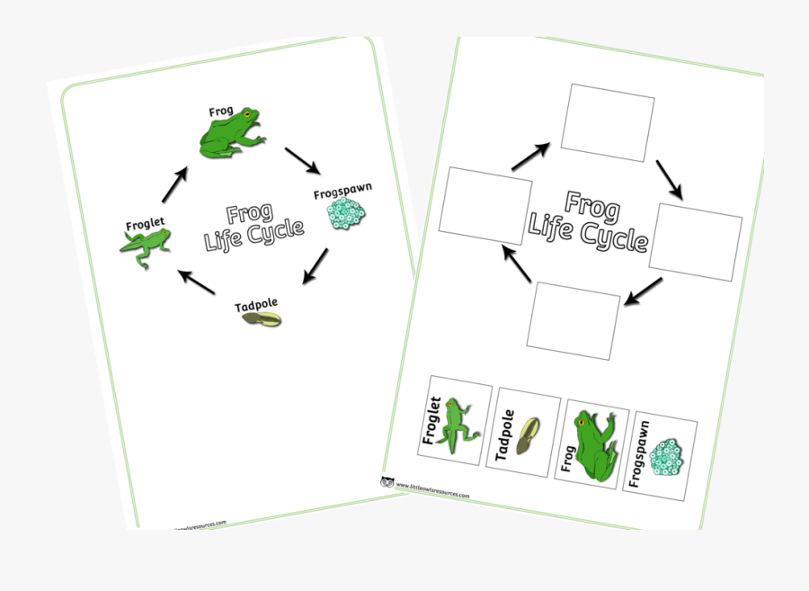 Frog Life Cycle Poster And Activity - Cartoon, Transparent Clipart