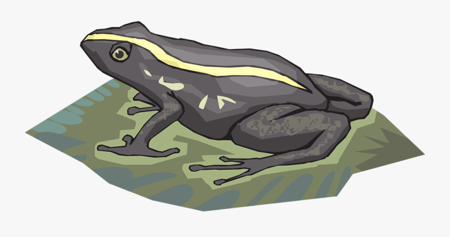 Frog Clipart Poison Dart Frog - Striped Frog In Black And White, Transparent Clipart