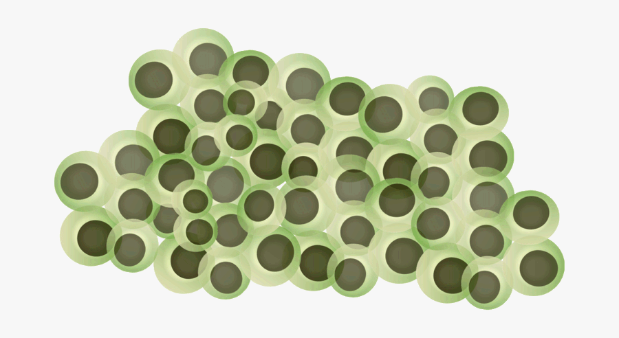 Frog Eggs Drawing, Transparent Clipart