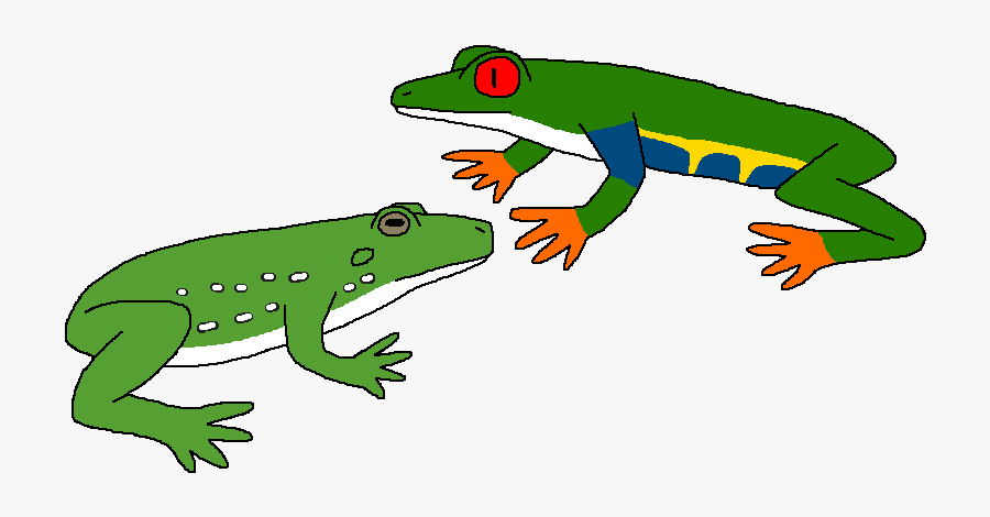 Drawing Frogs Rainforest Frog Transparent Png Clipart - Red-eyed Tree Frog, Transparent Clipart