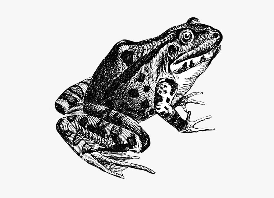 Frog Sketch - Frog Sketch Png, Transparent Clipart