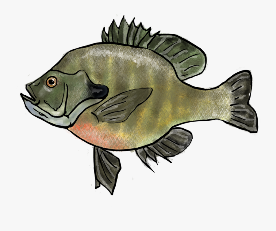 Transparent Tadpole Png - Easy Bluegill Drawing, Transparent Clipart