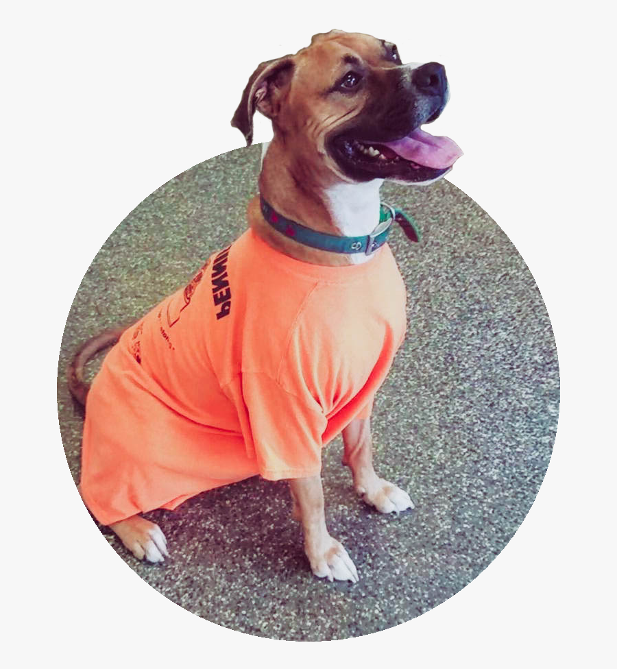 Clinic Services Valley Center - Companion Dog, Transparent Clipart