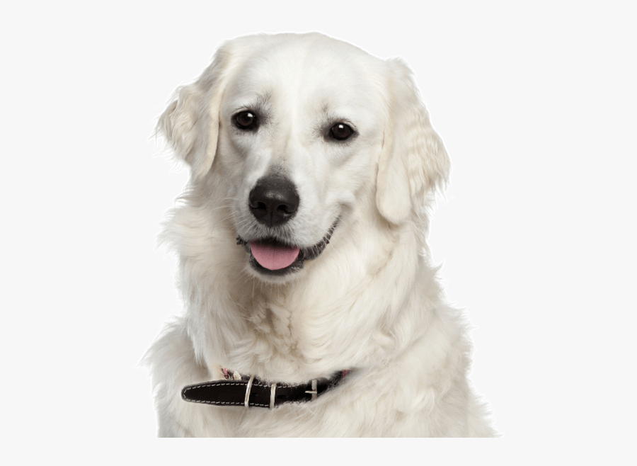 Kuvasz Png, Transparent Clipart