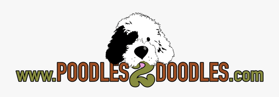 Poodles 2 Doodles, A Top Breeder Of Bernedoodle Puppies - Poodles2doodles, Transparent Clipart