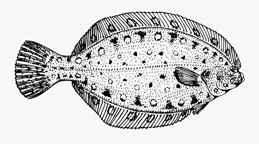 Flounder - Flounder Black And White, Transparent Clipart