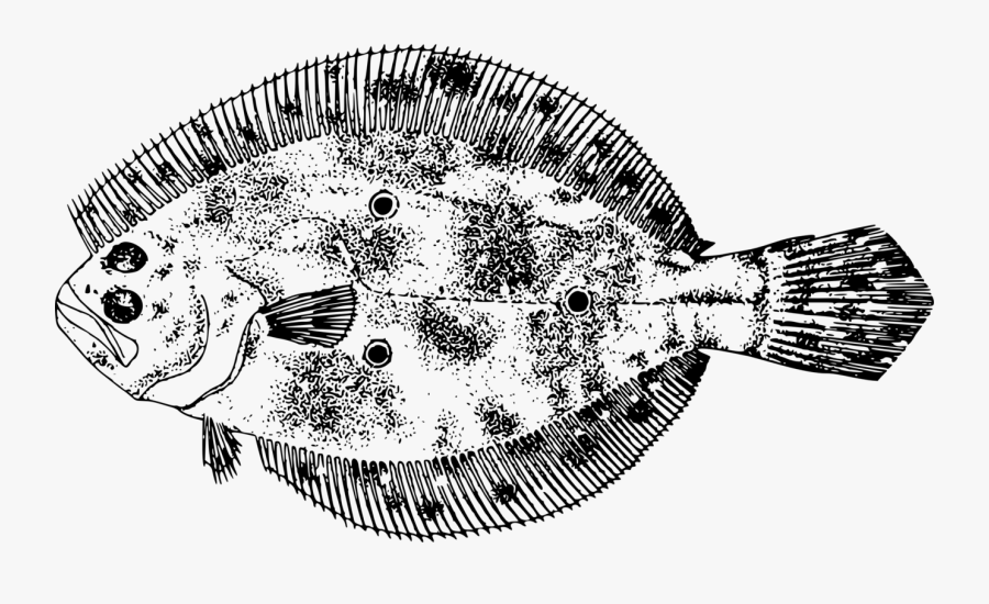 Head,jaw,fish - Ocean Flounder Black And White, Transparent Clipart