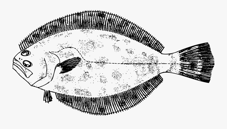 Flounder Cliparts - Drawings Of Flounder Fish, Transparent Clipart
