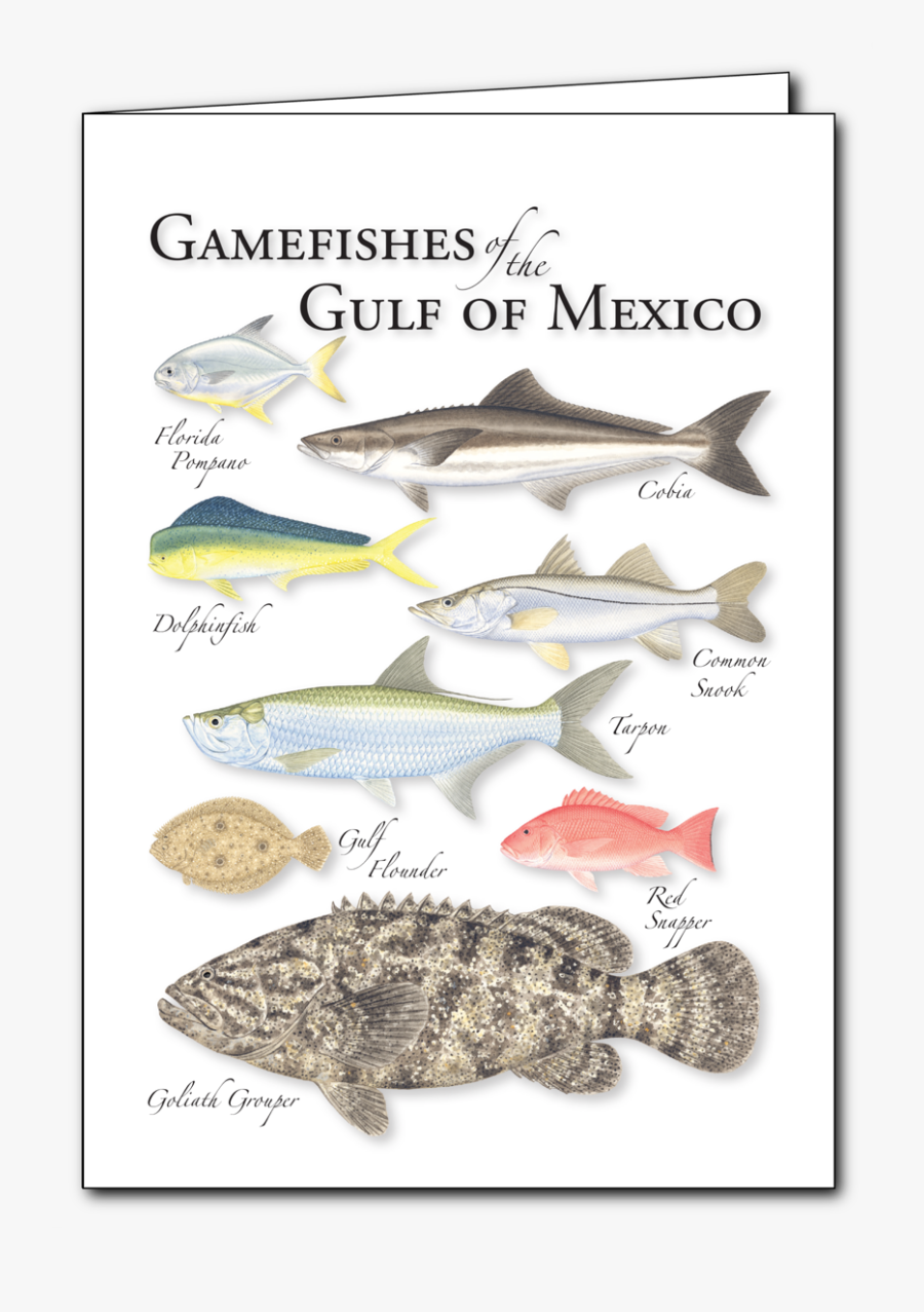 Gulf Flounder, Transparent Clipart