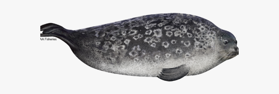 Sea Lion Clipart Ringed Seal - Gulf Flounder, Transparent Clipart