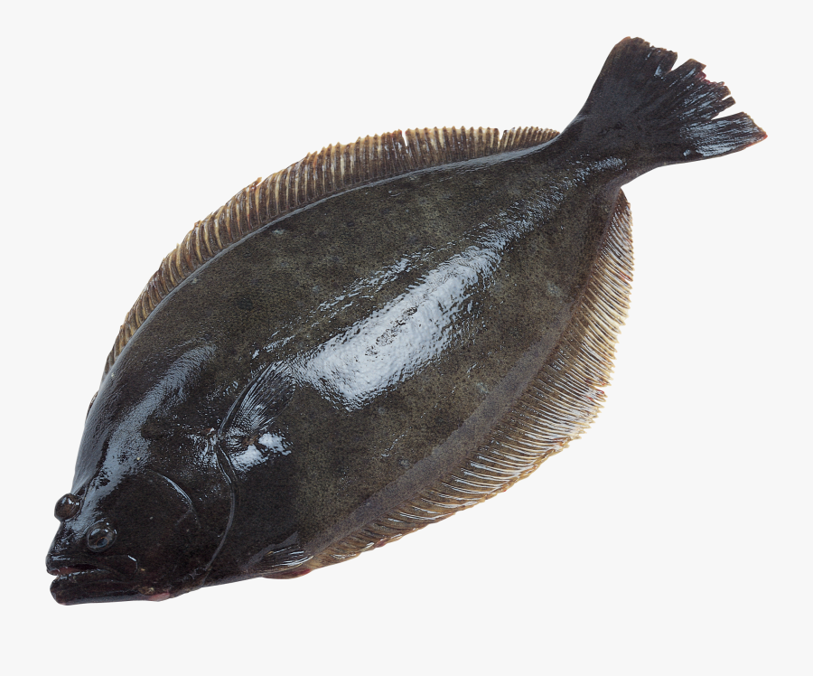 Now You Can Download Fish In Png, Transparent Clipart