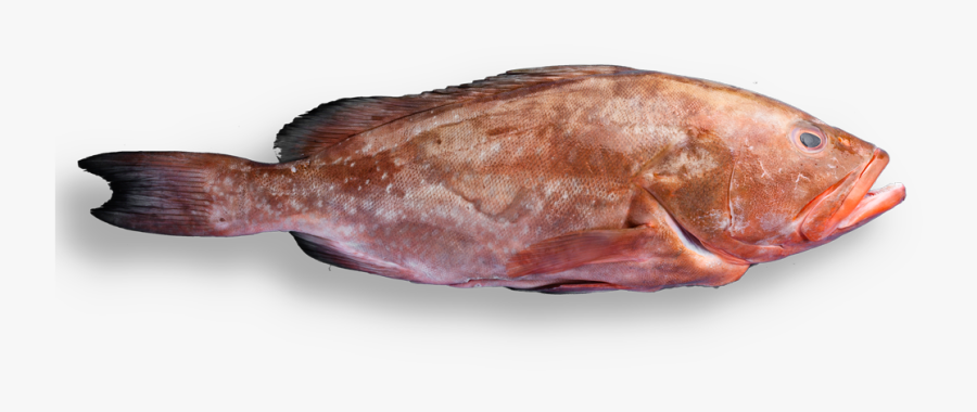 Gulf Flounder - Sockeye Salmon, Transparent Clipart