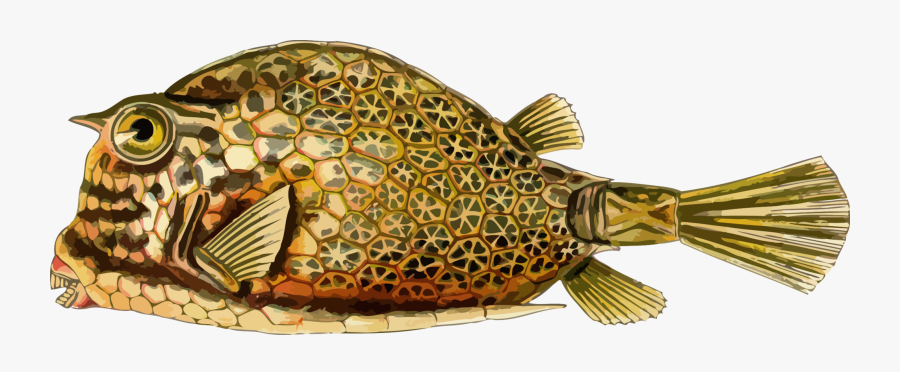 Bonyfish,fish,carp - Acanthostracion Quadricornis, Transparent Clipart