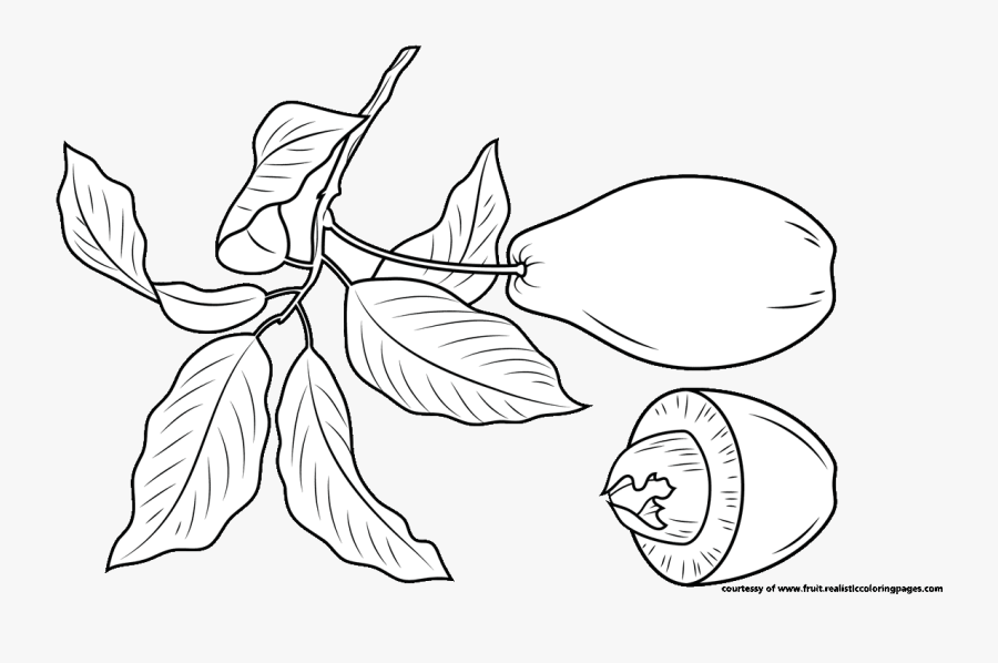 Avocado Clipart Black And White, Transparent Clipart