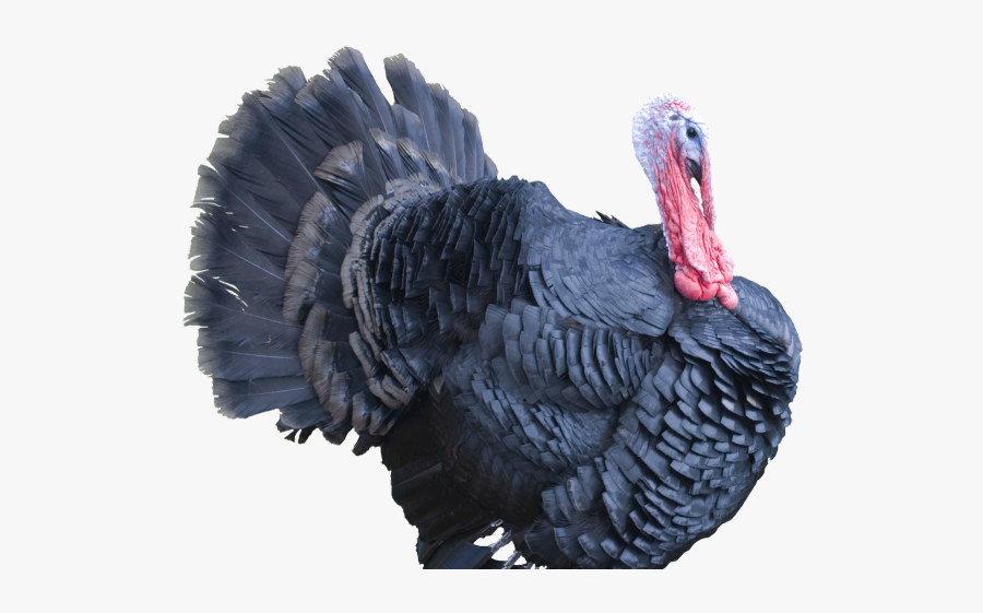 Turkey Bird Png, Transparent Clipart