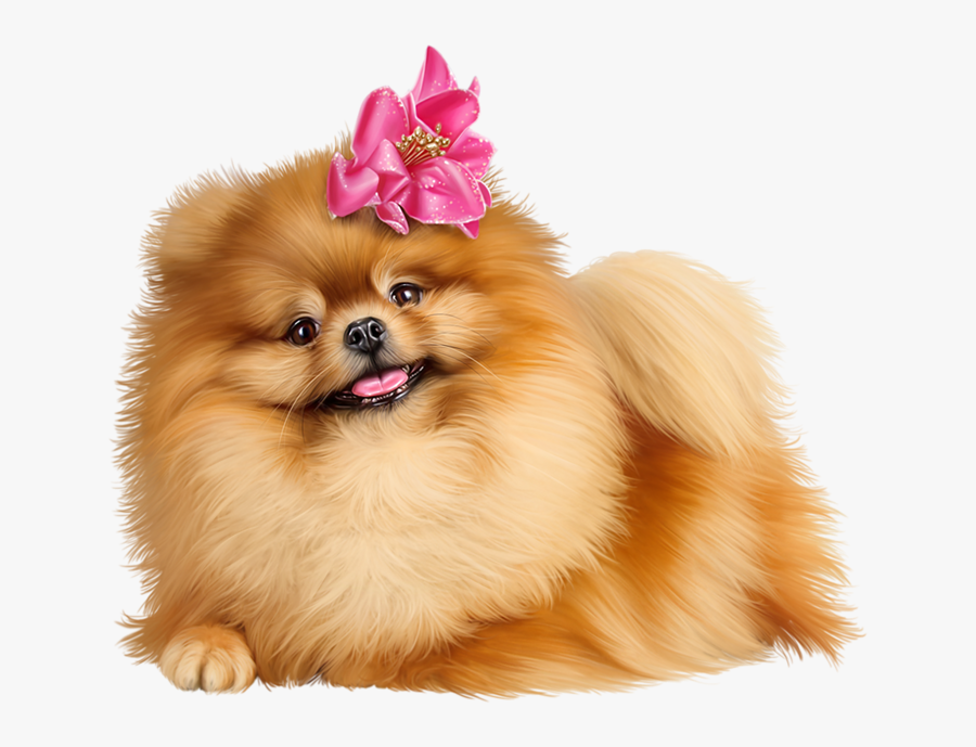 Colour Pencil Pomeranian Dog, Transparent Clipart