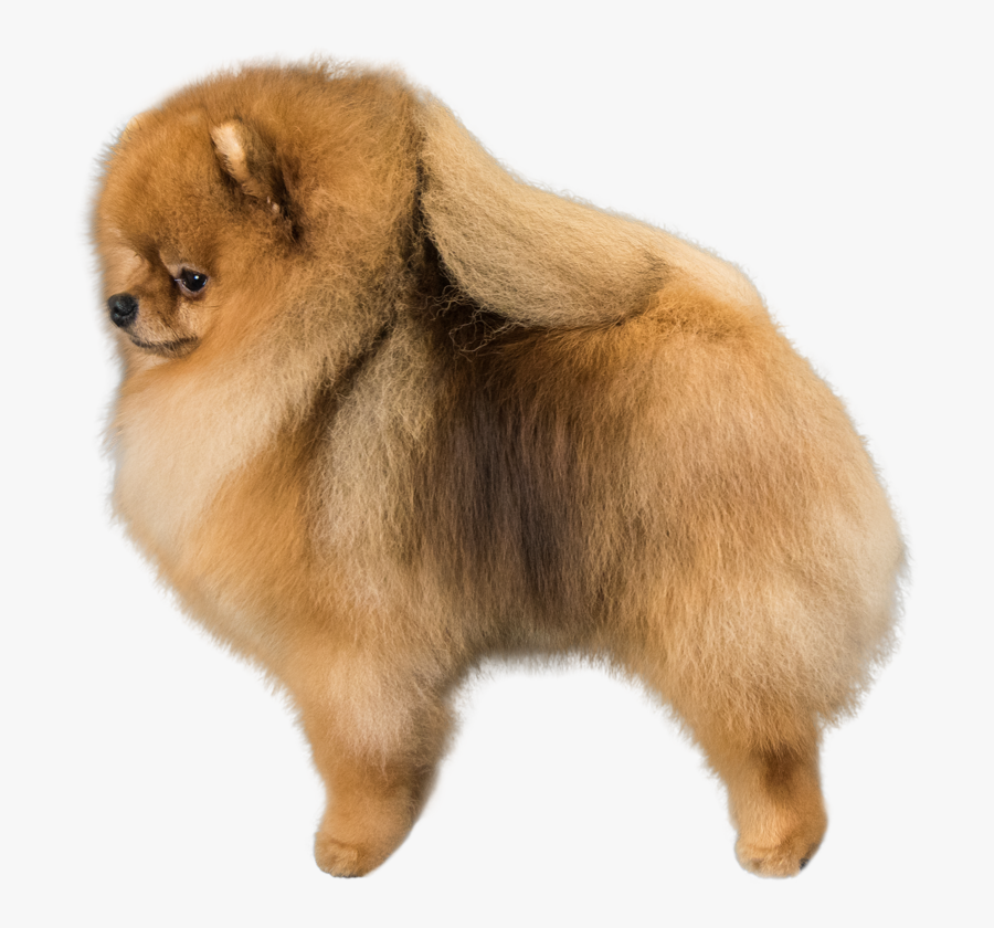 Transparent Pomeranian Clipart - Pomeranian, Transparent Clipart