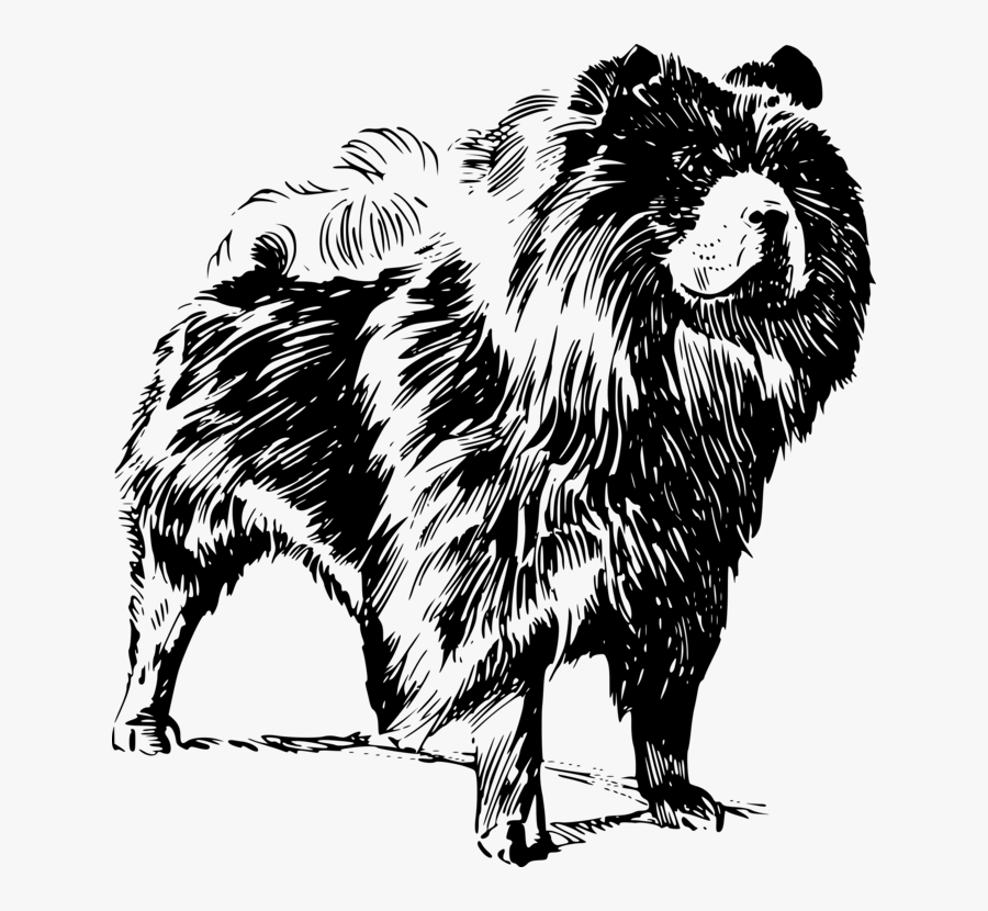 Wildlife,monochrome,fur - Chow Chow Dog Vector, Transparent Clipart