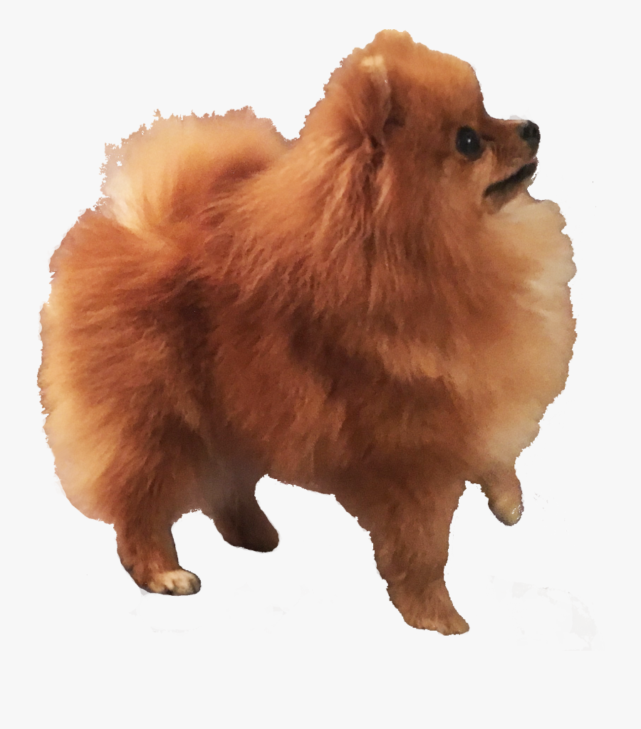 Females - Pomeranian - Pomeranian, Transparent Clipart