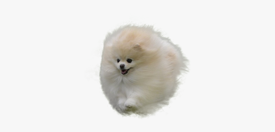 Clip Art Angry Pomeranian - White Pomeranian No Background, Transparent Clipart