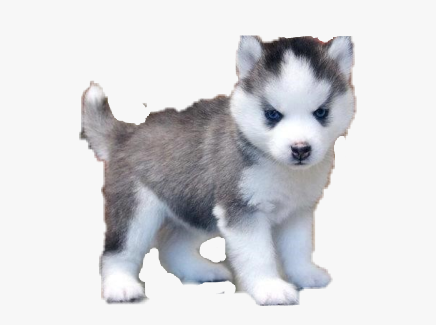 #pomsky #pomeranian #husky #dog #dogs #sticker #usethis - Puppy Newborn Siberian Husky, Transparent Clipart