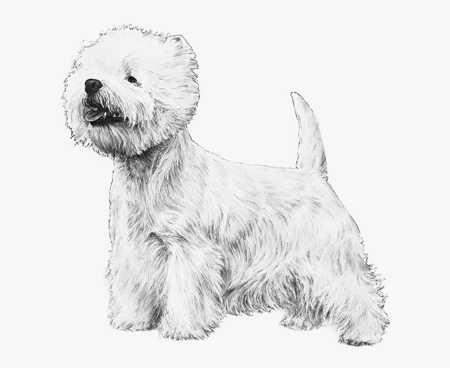 Westie Drawing White Fluffy Dog Transparent Png Clipart - Westie, Transparent Clipart