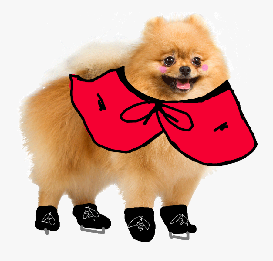Transparent Pomeranian Png - Transparent Pomeranian Puppy, Transparent Clipart