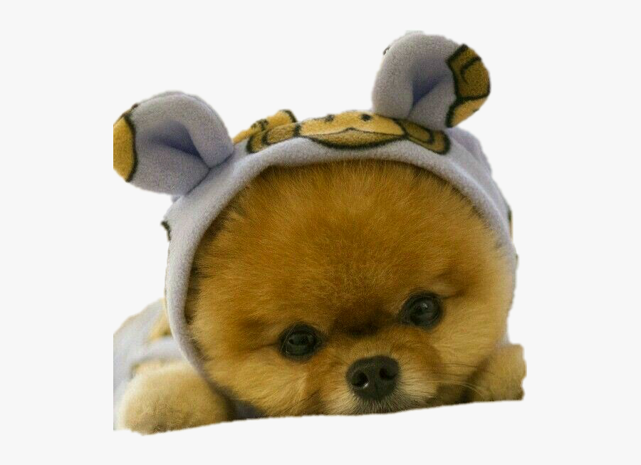 #puppy #pomeranian #cute #love #pinterest - Baby Dog So Cute, Transparent Clipart