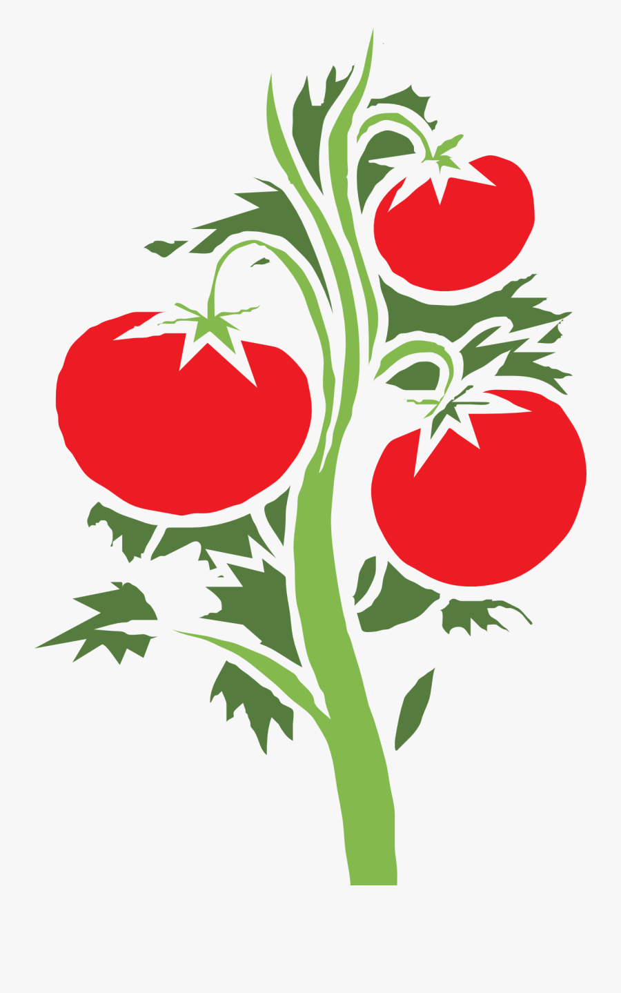 Cherry Tomato Clip Art - Tomato Plant Clipart Png, Transparent Clipart