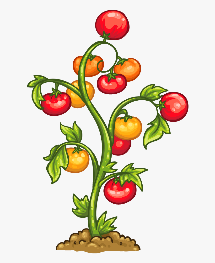 Transparent Tomato Vine Png , Free Transparent Clipart ClipartKey