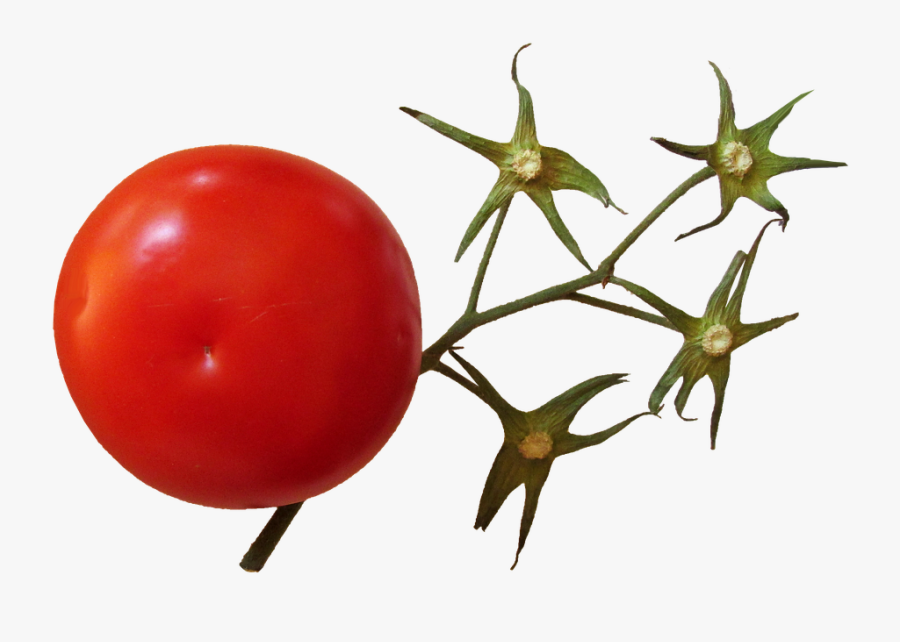 Transparent Tomato Plant Png Tomato Stem Png , Free Transparent