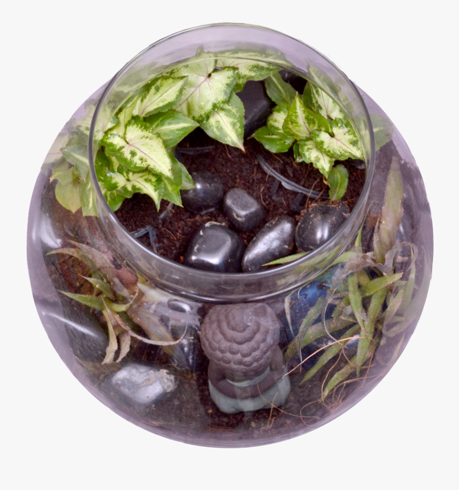 Buddha In A Bowl Terrarium Kit"
 Class="lazyload Lazyload - Flowerpot, Transparent Clipart