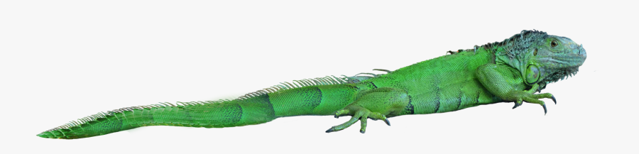 Lizard Png - Png Lizard, Transparent Clipart