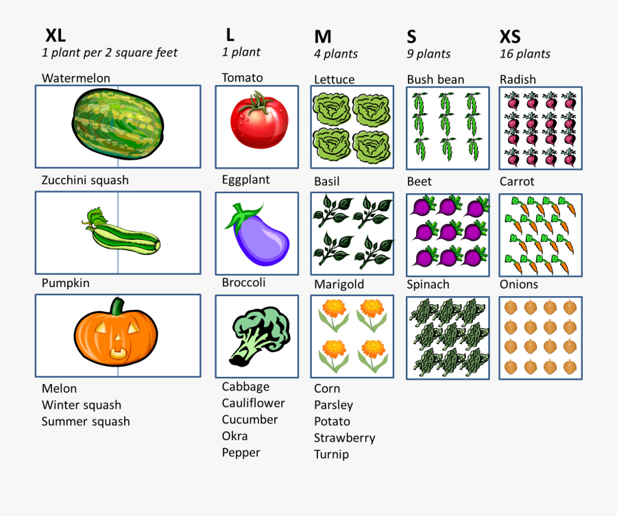 Transparent Tomato Clipart - Square Foot Gardening Graph, Transparent Clipart