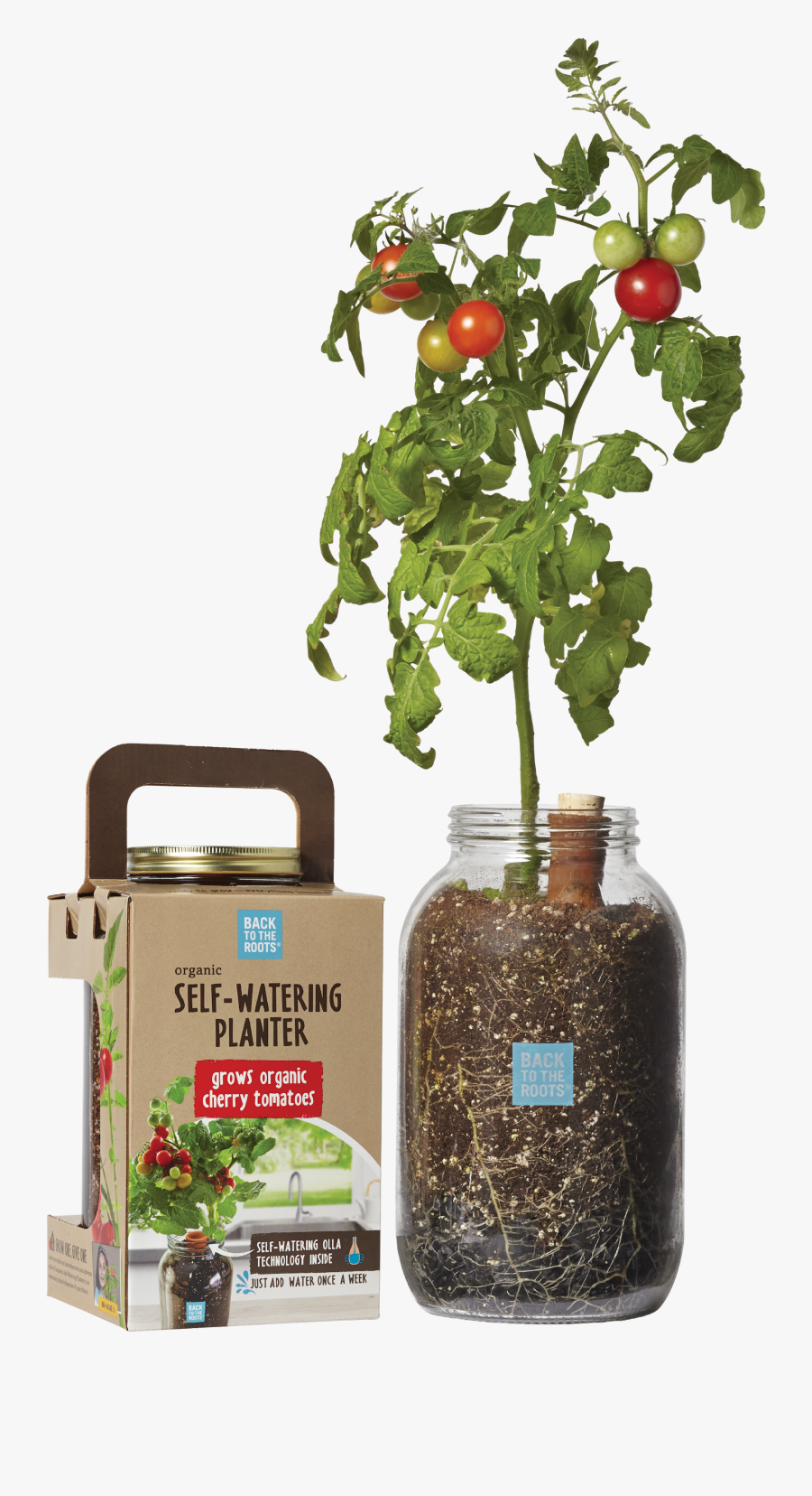 Transparent Plant Growing Png - Back To Roots Cherry Tomato, Transparent Clipart