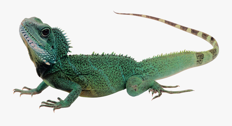 Lizard Png, Transparent Clipart