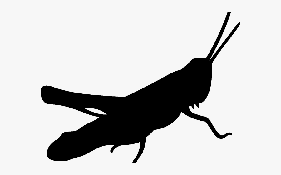 Grasshopper Silhouette No Background, Transparent Clipart